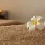 Massage tantrique 7 bonnes raisons de le découvrir, fleur sur une serviette